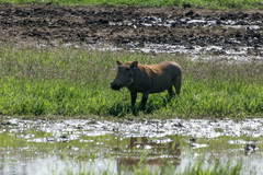 Phacochoerus africanus massaicus