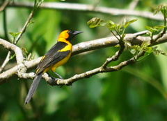 Icterus auricapillus