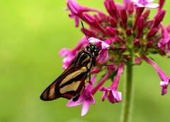 Propertius propertius