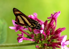 Propertius propertius