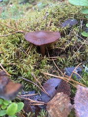 Cortinarius sanguineus