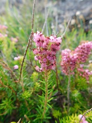 Erica vagans
