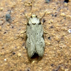 Philobota transversella