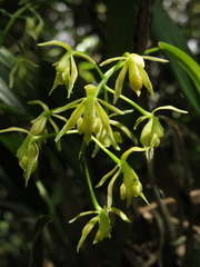 Epidendrum bivalve