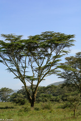 Vachellia tortilis