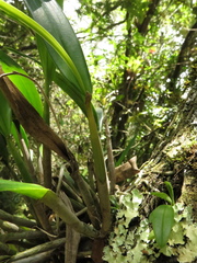 Epidendrum bivalve