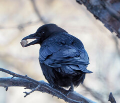 Corvus corone