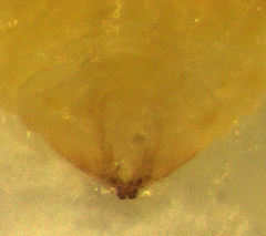 Hemiberlesia rapax