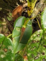 Pleurothallis microcardia