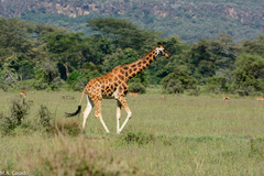 Giraffa camelopardalis