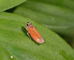 Cicadellidae