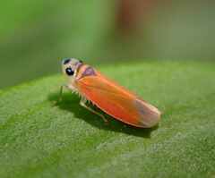 Cicadellidae