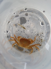 Geothelphusa pingtung