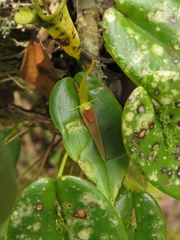 Pleurothallis microcardia