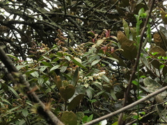 Miconia cataractae