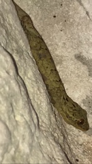 Thecadactylus rapicauda