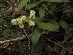 Miconia cataractae