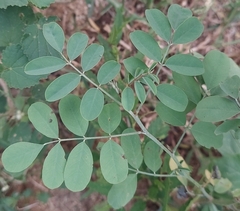 Indigofera tinctoria
