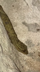 Thecadactylus rapicauda