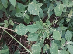 Acalypha indica