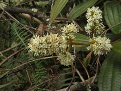 Miconia cataractae