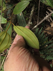 Miconia cataractae