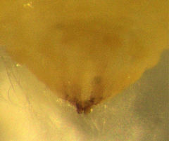 Hemiberlesia rapax