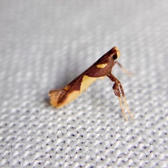 Caloptilia xanthopharella
