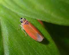 Cicadellidae