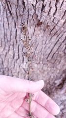 Aureolaria virginica