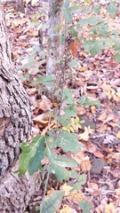 Aureolaria virginica