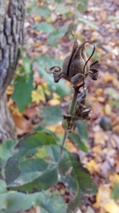 Aureolaria virginica