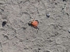 Oedipoda germanica
