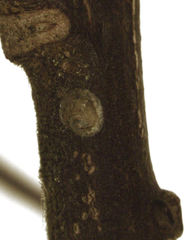 Hemiberlesia rapax