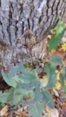 Aureolaria virginica