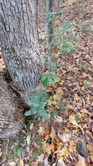 Aureolaria virginica