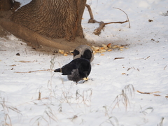 Corvus cornix × corone