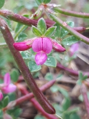 Lotus cruentus