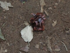 Andricus dentimitratus