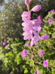 Watsonia marginata