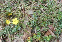 Hibbertia diffusa