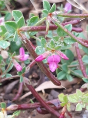 Lotus cruentus