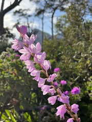 Watsonia marginata