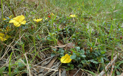 Hibbertia diffusa