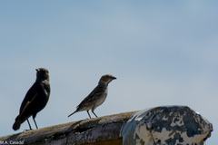 Passer rufocinctus