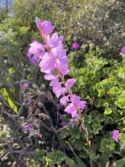 Watsonia marginata