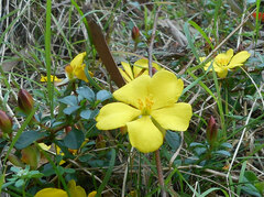 Hibbertia diffusa