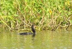 Phalacrocorax fuscicollis