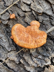 Trametes cinnabarina