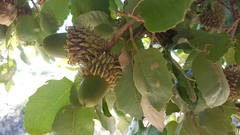 Quercus ithaburensis